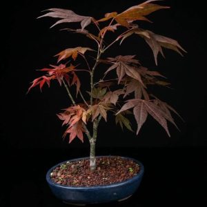 Arce palmatum-Hume Shojo