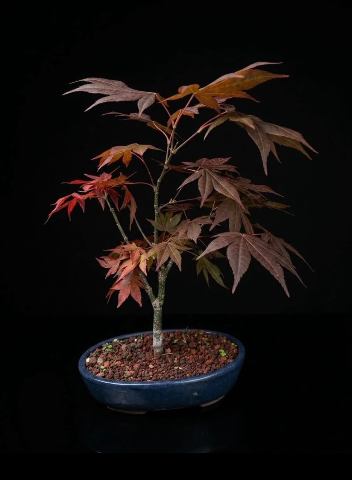 Arce palmatum-Hume Shojo