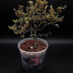 Cotoneaster