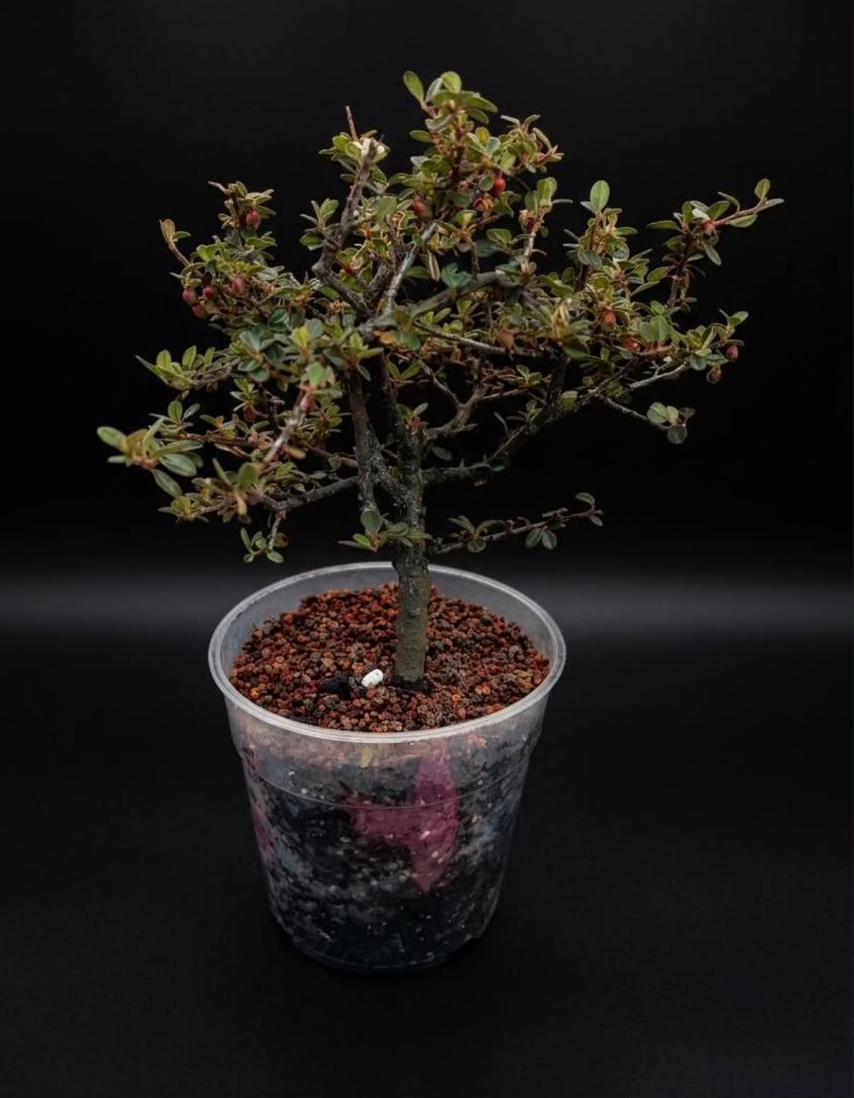 Cotoneaster