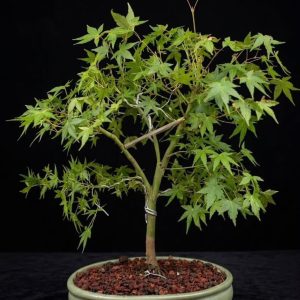 Arce palmatum-Yamamomiji