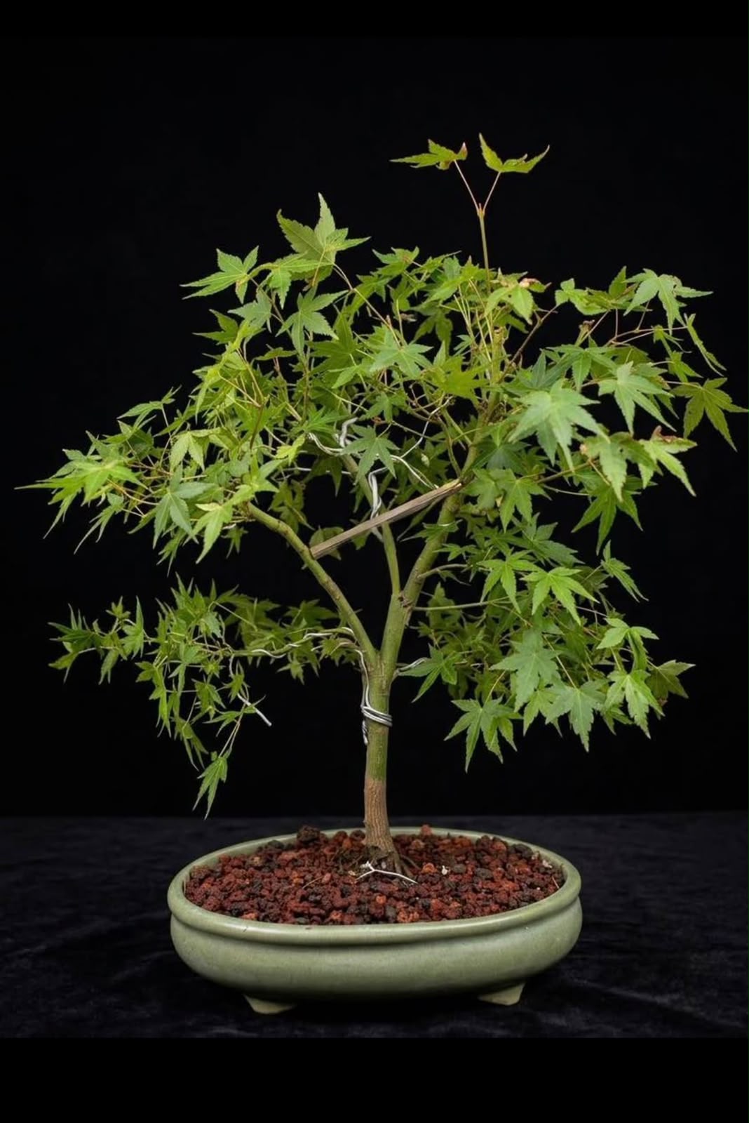 Arce palmatum-Yamamomiji