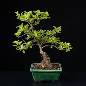 Duranta-Moyogi