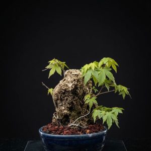 Arce palmatum-Yamamomiji