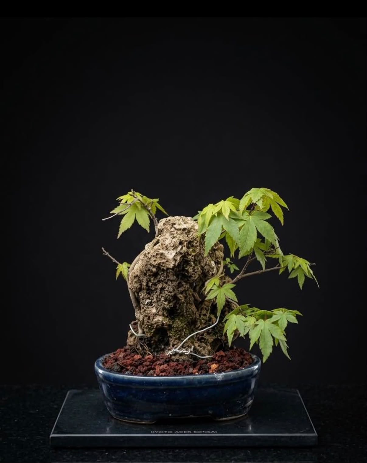Arce palmatum-Yamamomiji