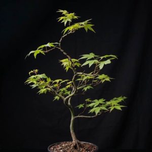 Arce palmatum-Yamamomiji