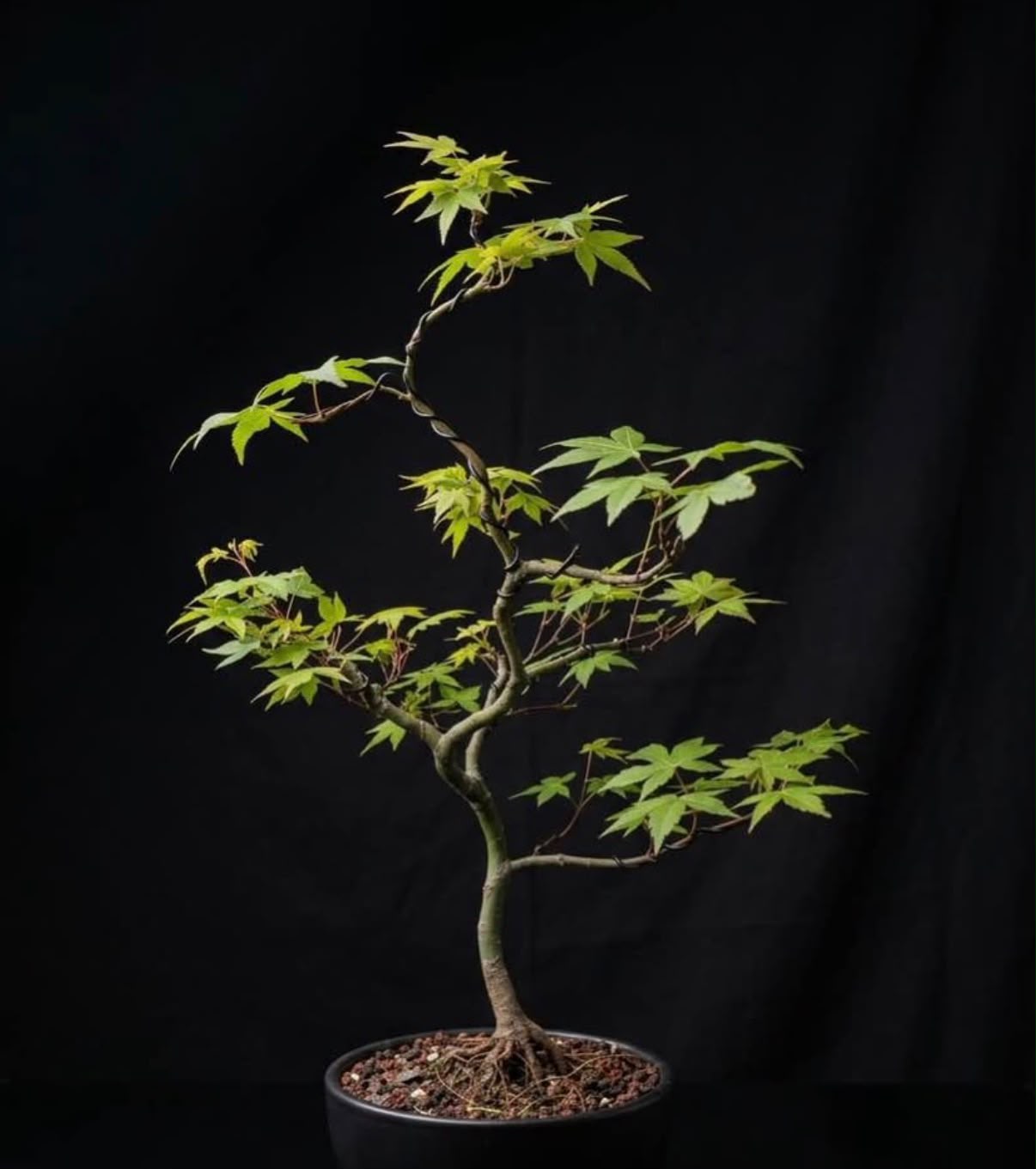 Arce palmatum-Yamamomiji