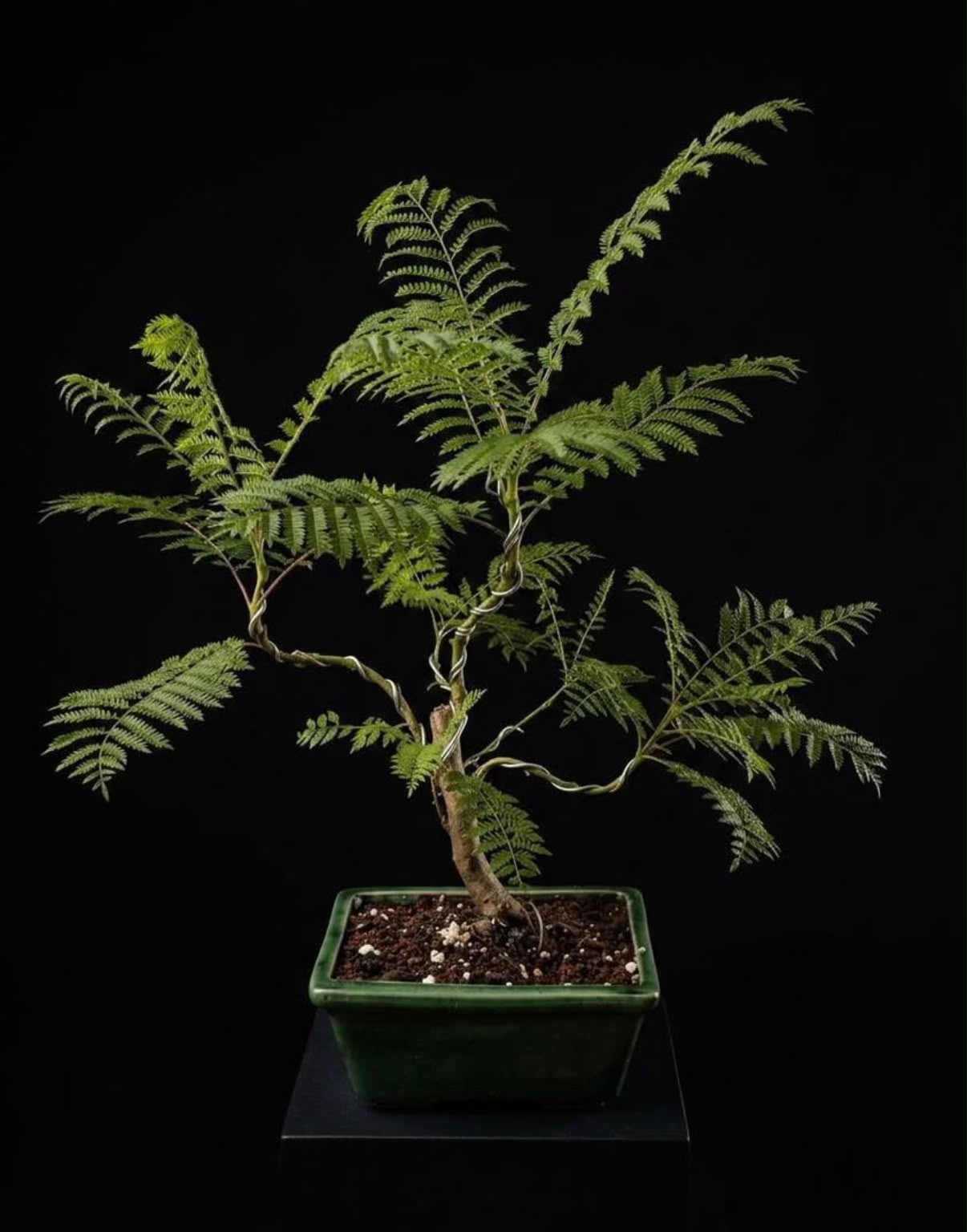 Jacaranda