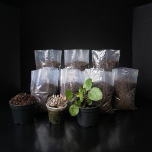Sustrato para suculentas y plantas de casa