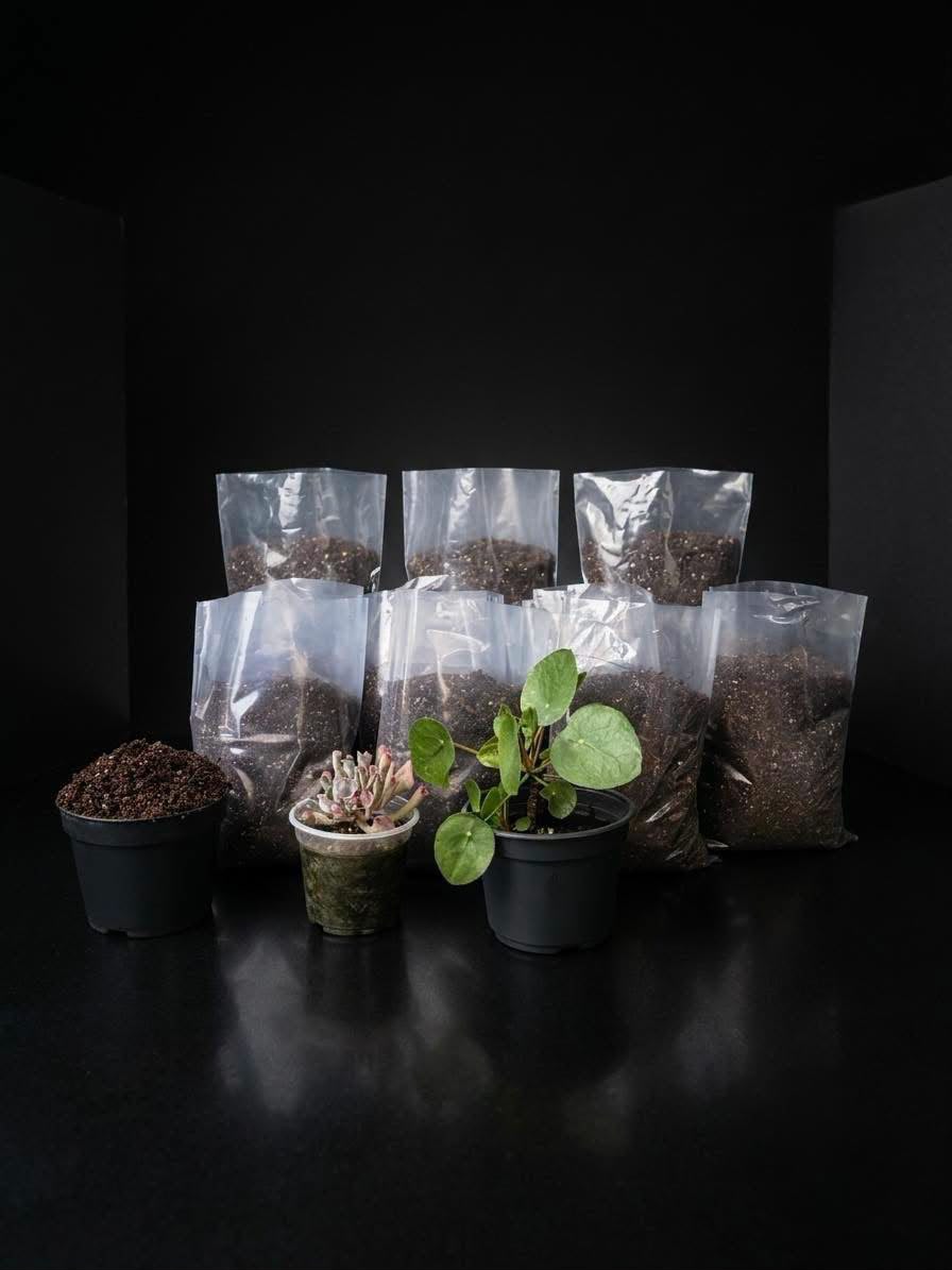Sustrato para suculentas y plantas de casa
