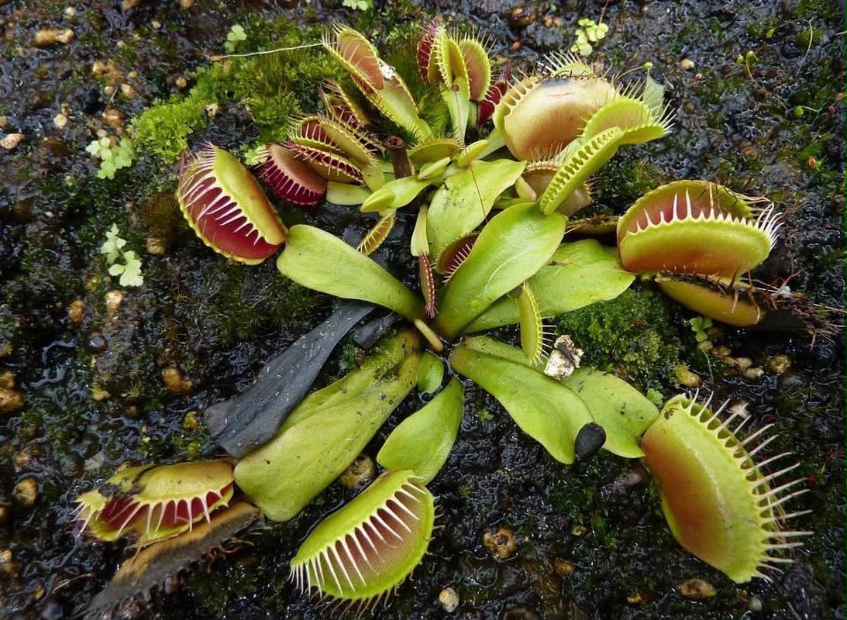 Venus atrapamoscas