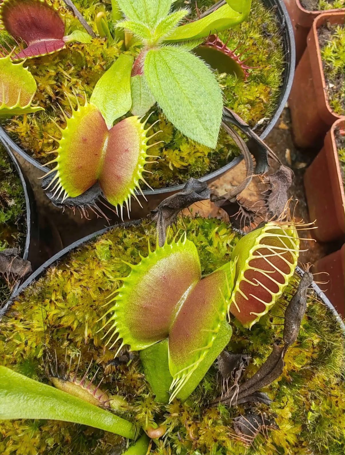 Venus atrapamoscas