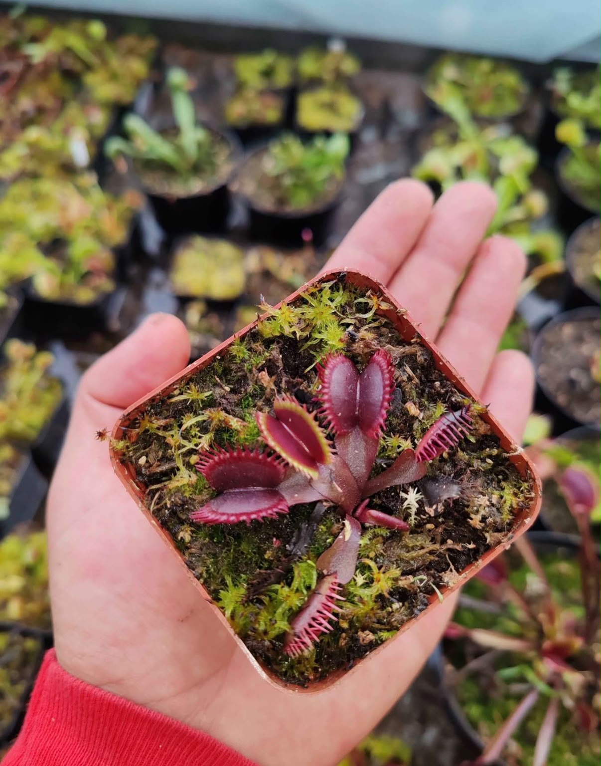 Venus atrapamoscas