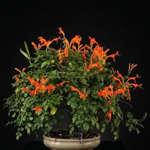 Bignonia-Flor de invierno