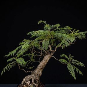 Jacaranda