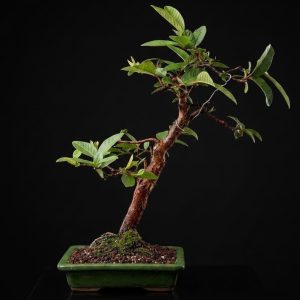 Guayaba