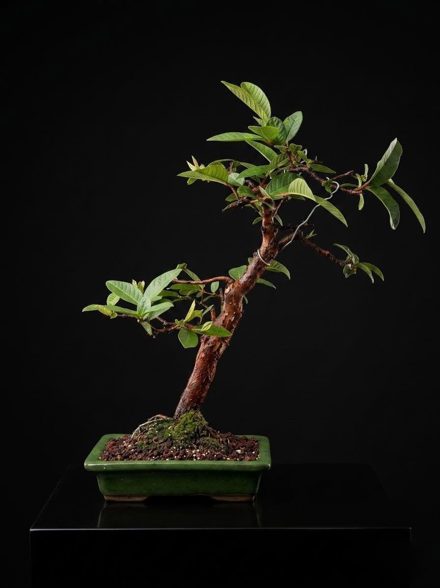 Guayaba