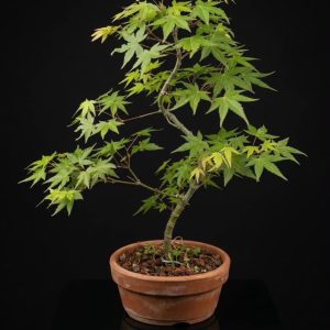 Arce palmatum-Yamamomiji