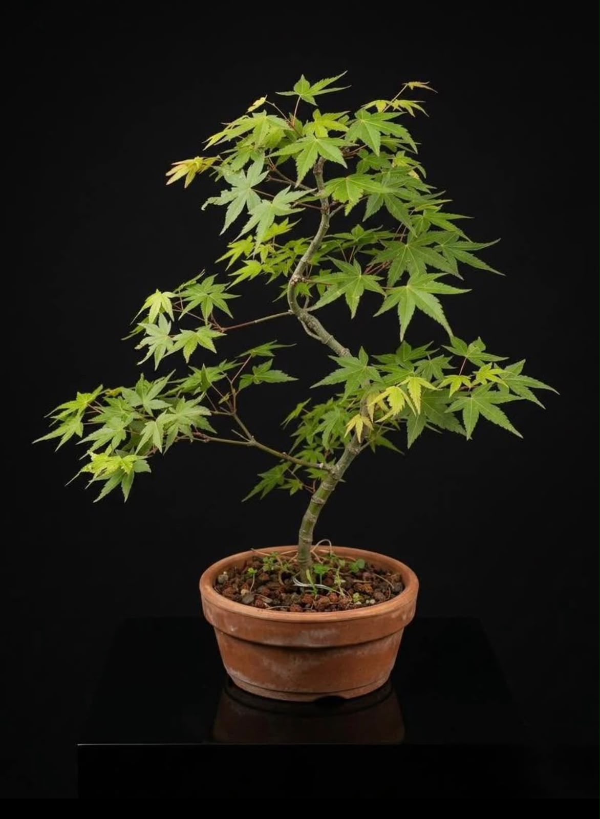 Arce palmatum-Yamamomiji
